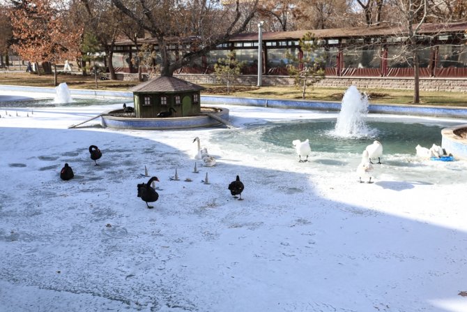Konya'da süs havuzları donunca kuğular buz üstünde kaldı