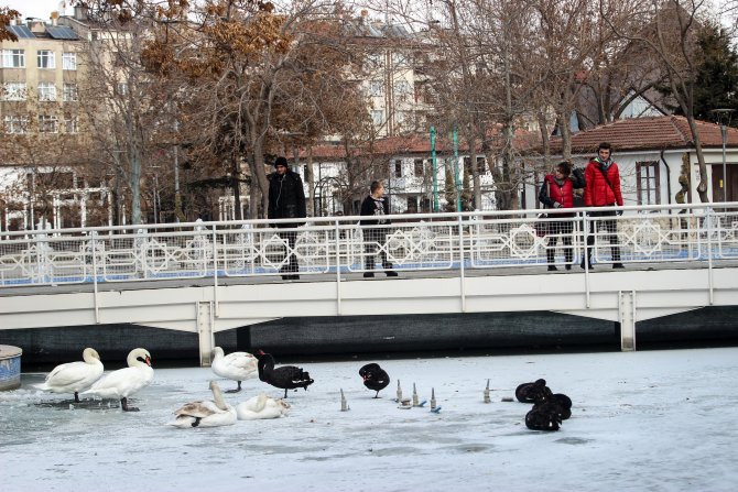 Konya'da süs havuzları donunca kuğular buz üstünde kaldı