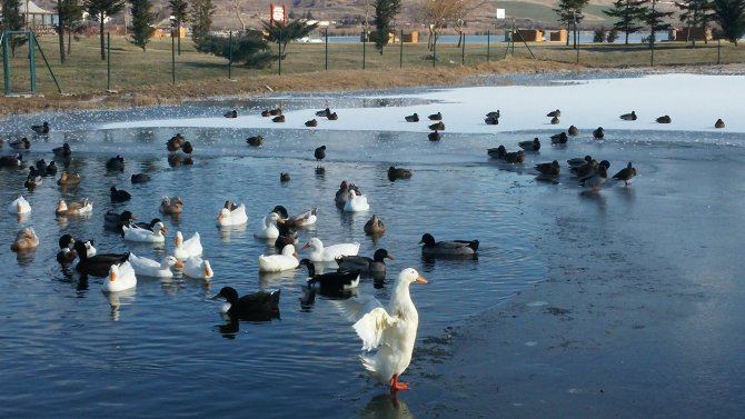 Mogan Gölü'nün üzeri buz tuttu, kuşlar yüzebilecekleri alanda toplandı
