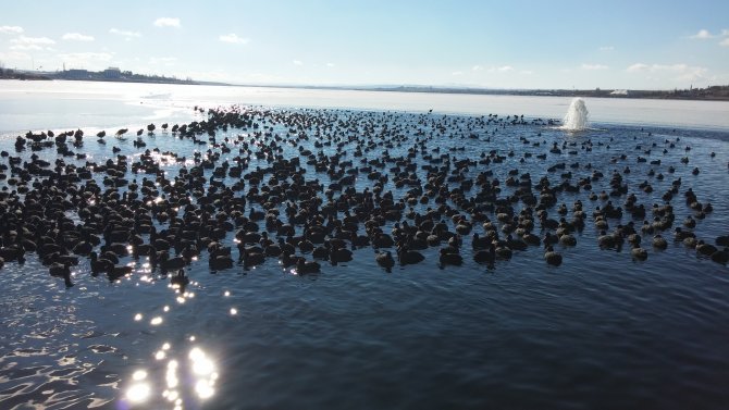 Mogan Gölü'nün üzeri buz tuttu, kuşlar yüzebilecekleri alanda toplandı