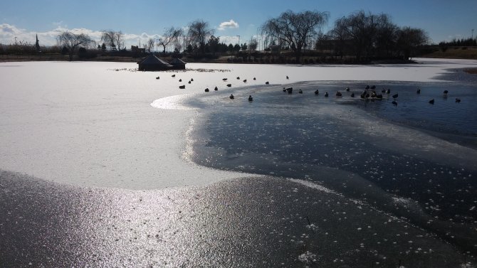 Mogan Gölü'nün üzeri buz tuttu, kuşlar yüzebilecekleri alanda toplandı