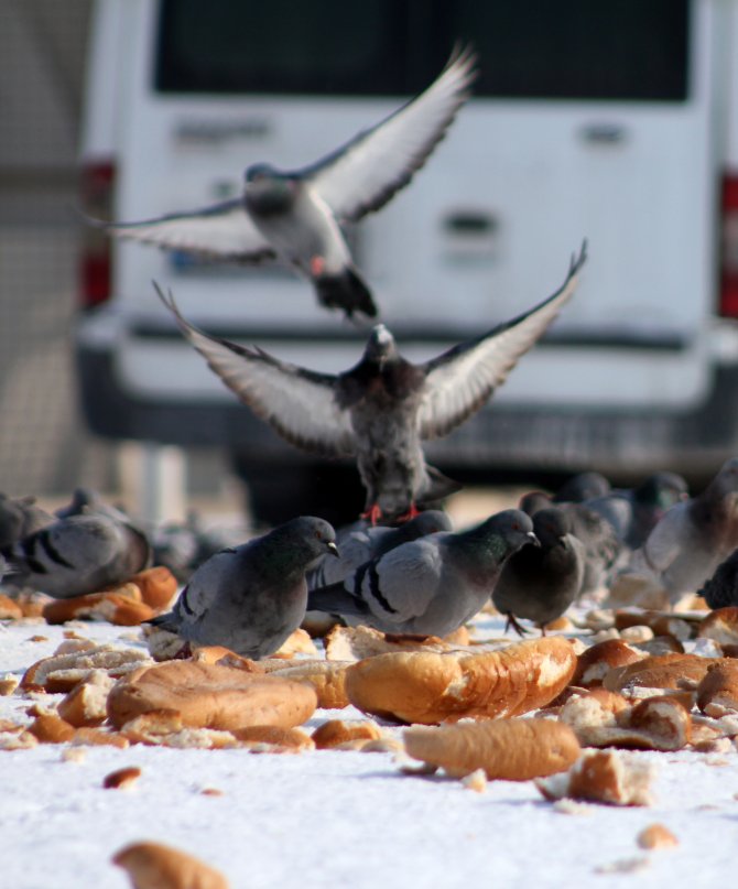 Soğuk havada kuşların ekmek kavgası