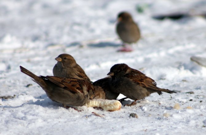 Soğuk havada kuşların ekmek kavgası