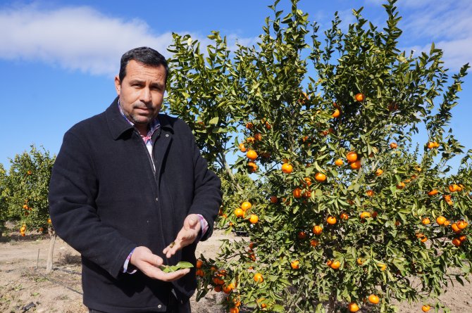 Adana çiftçisi, Rusya krizinin ardından ‘don’ şoku yaşıyor