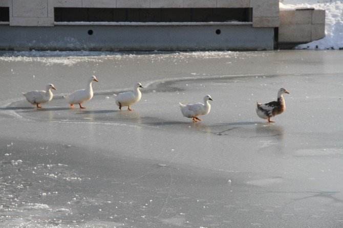 Hayvanat Bahçesindeki Havuzlar Donunca Ördekler Buz Üstünde Kaldı