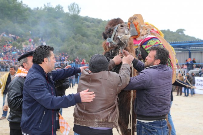Bodrum'da deve güreşi festivali