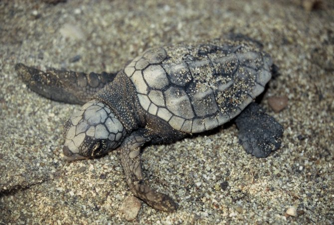 Türkiye'de yumurtadan çıkan 391 bin yavru kaplumbağa denize ulaştı