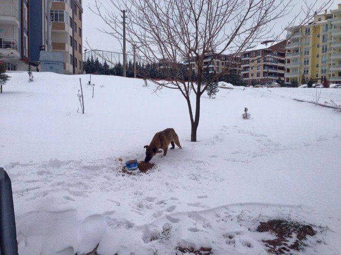 Edirne’de Sokak Hayvanlarına Yiyecek Bırakılıyor