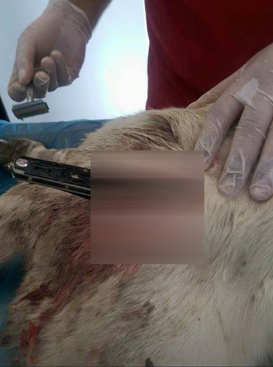 Kaymakamlığa başvuran avukat köpeği bıçaklayanların bulunmasını istedi