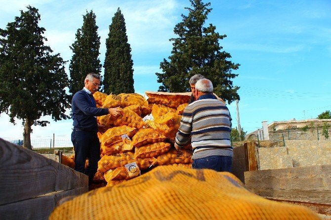 Büyükşehir’den Çiftçilere Patates Tohumu Desteği