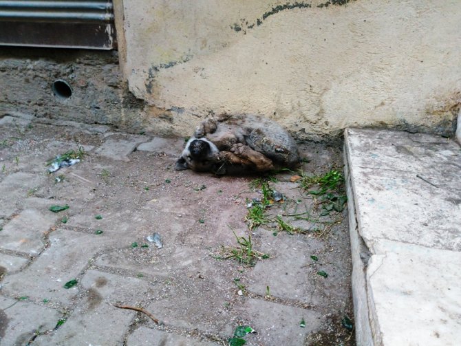 Siverek'te köpek soğuktan donarak öldü