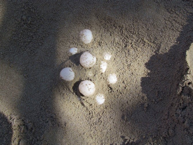 Türkiye'de yumurtadan çıkan 391 bin yavru kaplumbağa denize ulaştı