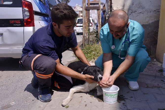 Maltepe Belediyesi 9 Bin Hayvanı Sağlığına Kavuşturdu