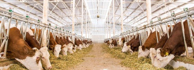 Yenişehirli Besicilere 6 Milyon TL Süt Desteği