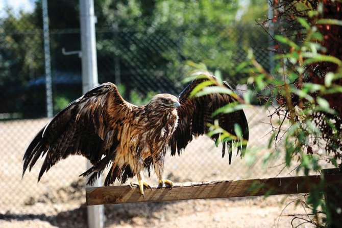 Sincan Evcil Hayvanlar Parkı’nda 55 türden 608 hayvan barınıyor
