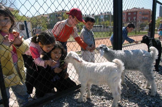 Sincan Evcil Hayvanlar Parkı’nda 55 türden 608 hayvan barınıyor