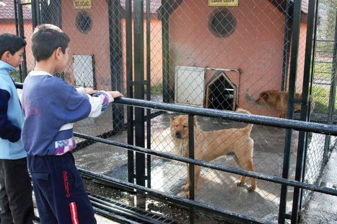 Sincan Evcil Hayvanlar Parkı’nda 55 türden 608 hayvan barınıyor