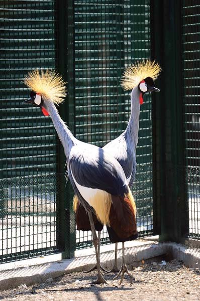 Sincan Evcil Hayvanlar Parkı’nda 55 türden 608 hayvan barınıyor