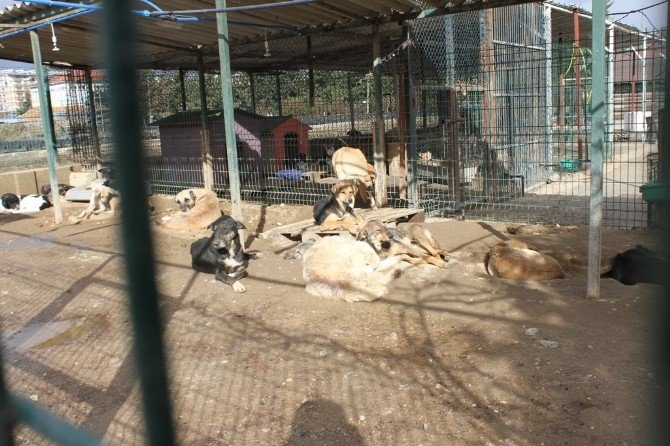 Hatay Büyükşehir Belediyesi, Sahipsiz Ve Bakıma Muhtaç Hayvanlara Sahip Çıkıyor