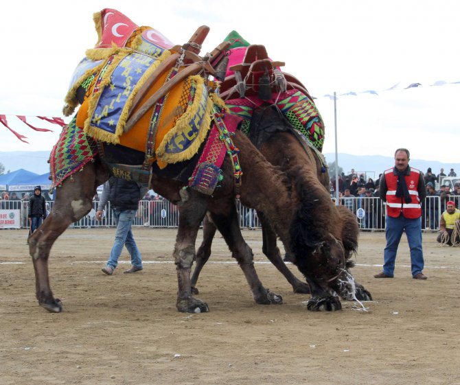 Güreşten ayrılamayan develer yıkılarak ayrılabildi