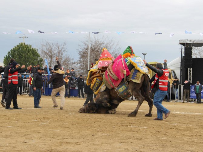 Güreşten ayrılamayan develer yıkılarak ayrılabildi