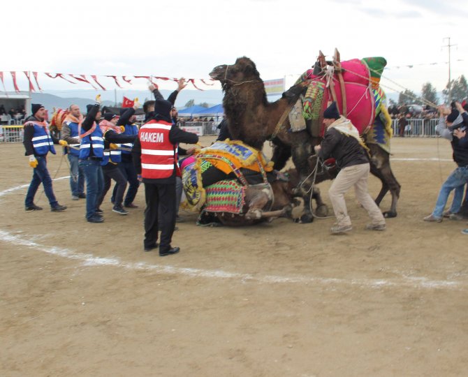 Güreşten ayrılamayan develer yıkılarak ayrılabildi