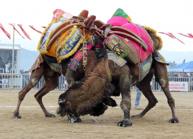Güreşten ayrılamayan develer yıkılarak ayrılabildi