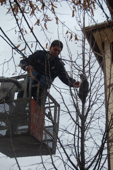 Azdavay’da İtfaiye’nin Kedi Kurtarma Operasyonu