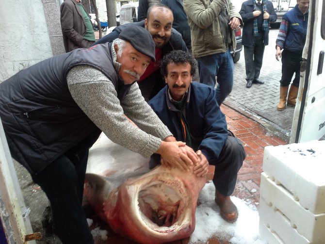 700 kiloluk köpekbalığı yakalandı