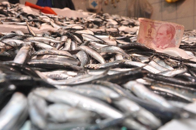 Balık Fiyatları Cep Yakıyor