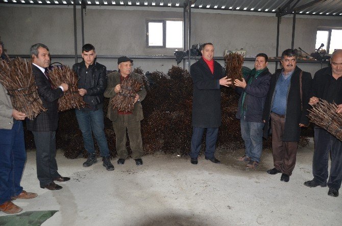 Mut Belediyesi Çiftçiye 70 Bin Asma Anacı Fidanı Dağıttı