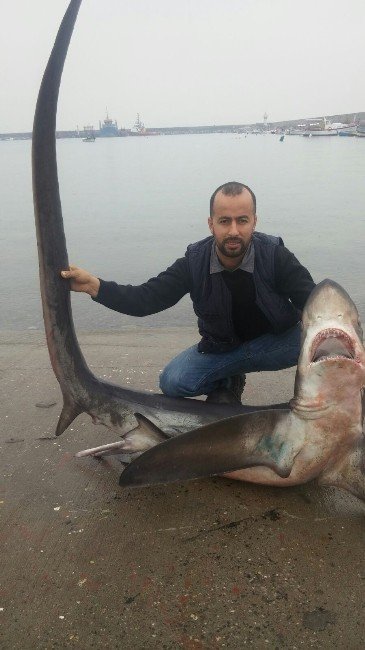 Akdeniz’de Balıkçıların Ağına Dev Köpek Balığı Takıldı