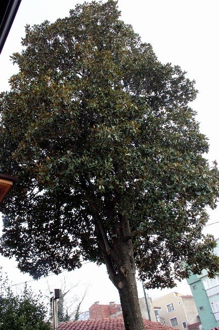 Zeki Müren Manolya Şarkısını Bu Ağaçtan İlham Alarak Besteledi
