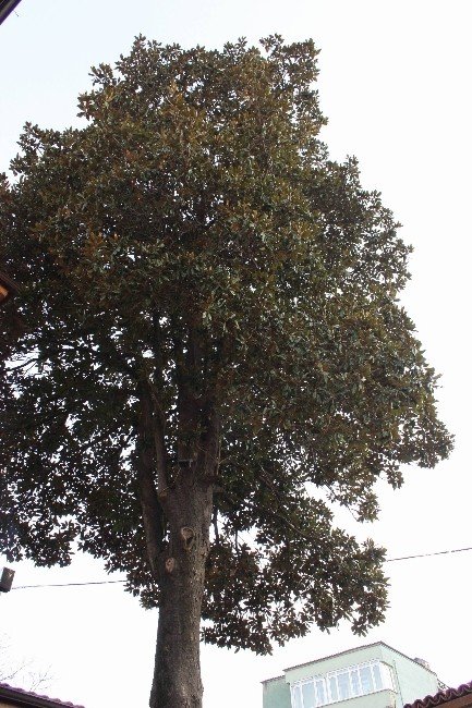 Zeki Müren Manolya Şarkısını Bu Ağaçtan İlham Alarak Besteledi