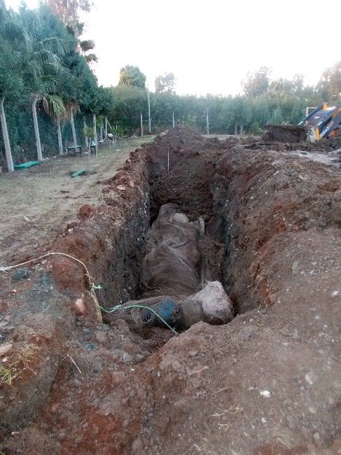 Dev Balina Yavrusu Kemiklerinin Sergilenmesi İçin Gömüldü