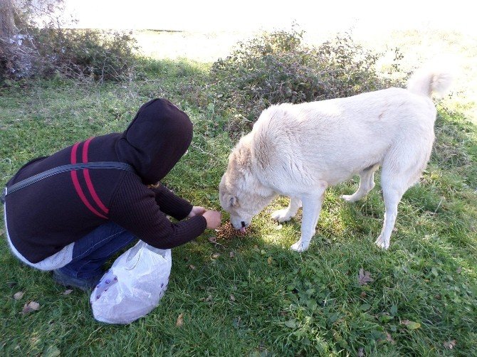 Orhangazi Belediyesi Sokak Hayvanlarını Unutmadı