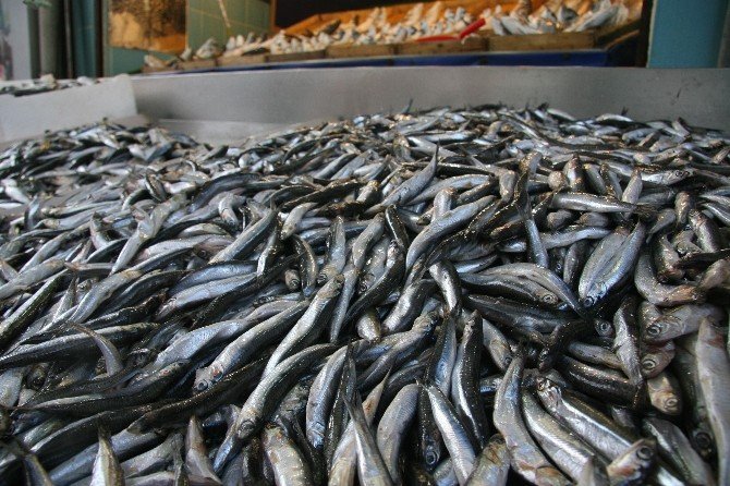Afyonkarahisar’da Balık Fiyatları