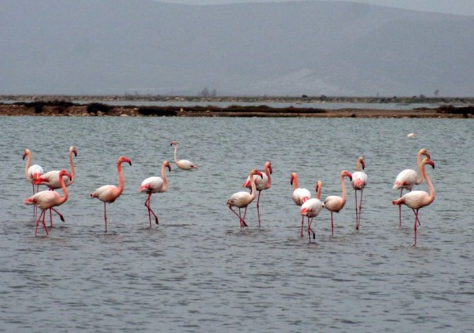 İzmir Körfez Geçişi projesi kuş cennetini tehdit ediyor
