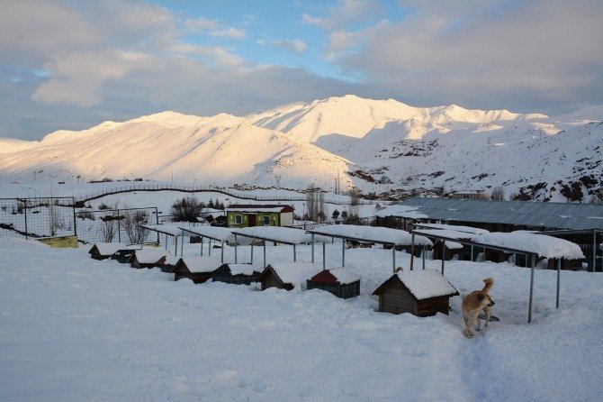 Köpekler Kar Altında Kalan Yuvalarını Arıyor
