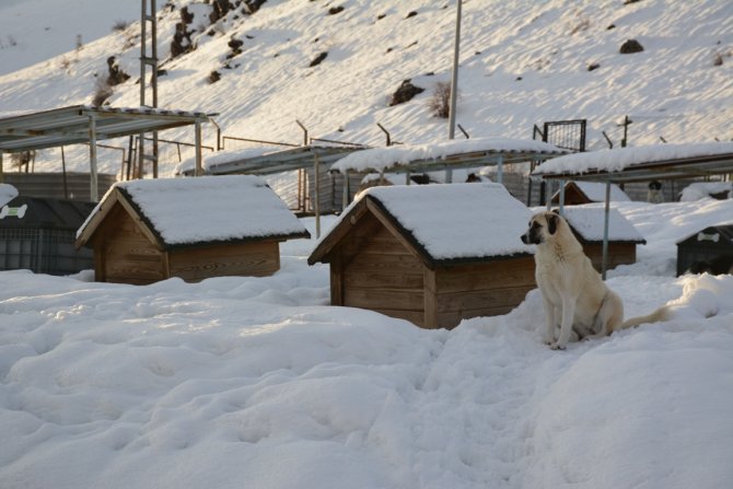 Bitlis’teki köpek kulübeleri kar altında kayboldu