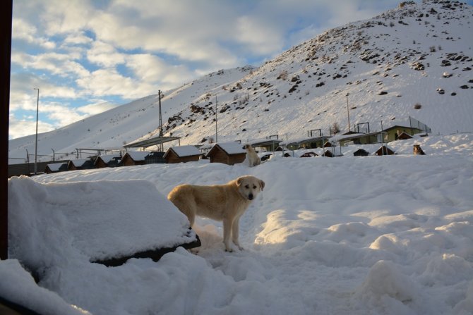 Bitlis’teki köpek kulübeleri kar altında kayboldu