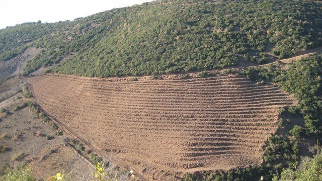 Adana Orman Bölge Müdürlüğü 3.5 Milyon Fidanı Toprakla Buluşturdu