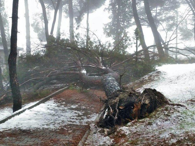 Demirci’de Kar Yağışı Ağaçlara Zarar Verdi