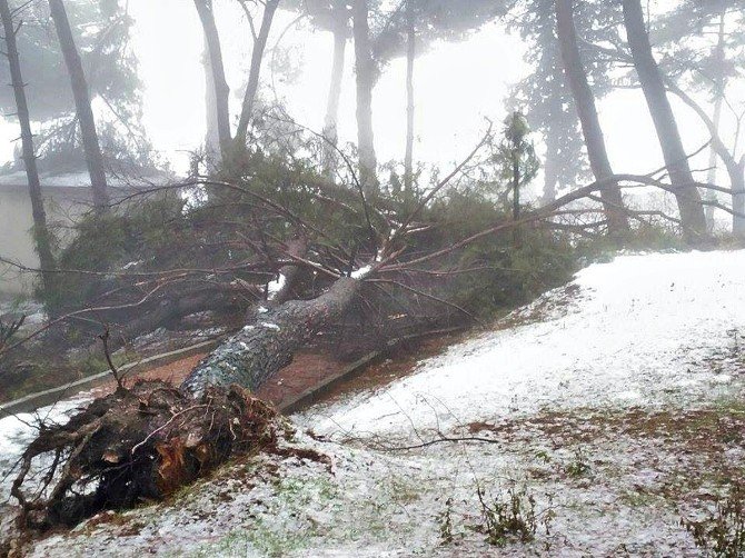 Demirci’de Kar Yağışı Ağaçlara Zarar Verdi