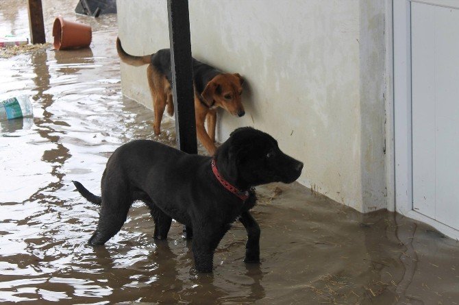 Edirne’de Taşkında Mahsur Kalan Köpekler Kurtarıldı