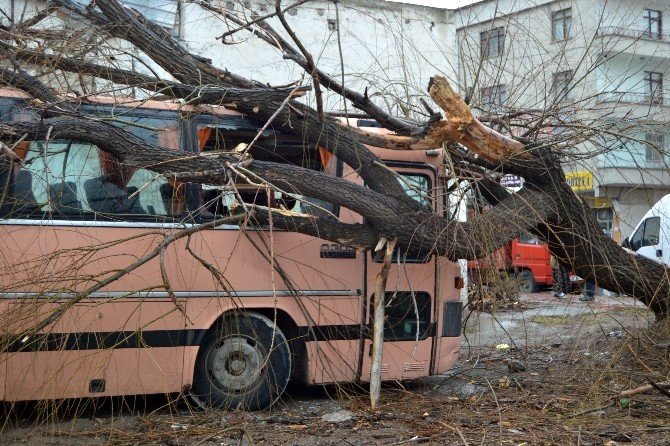 Şiddetli Rüzgar Nedeniyle Otobüsün Üzerine Ağaç Devrildi