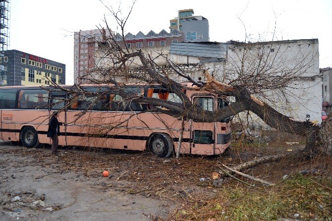 Şiddetli Rüzgar Nedeniyle Otobüsün Üzerine Ağaç Devrildi