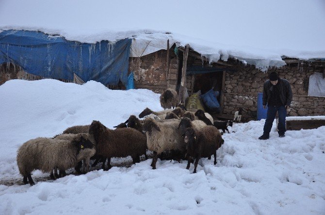 Soğuk Havadan En Fazla Hayvanlar Etkileniyor