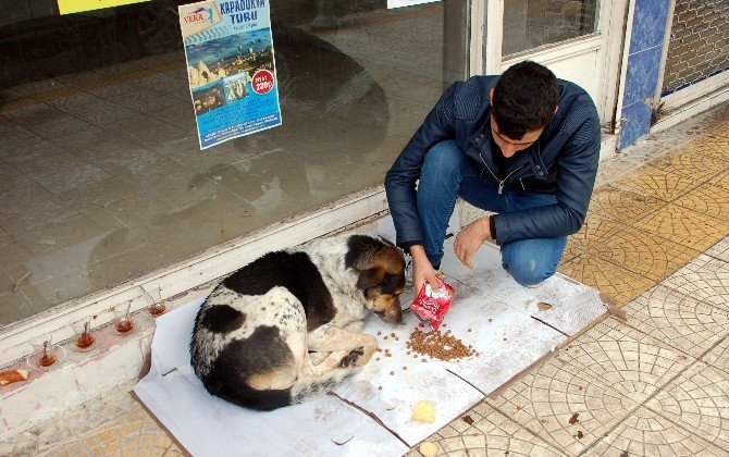 Sokak Hayvanlarına Vatandaşlar Sahip Çıkmaya Çalışıyor