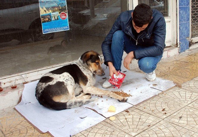Sokak Hayvanlarına Vatandaşlar Sahip Çıkmaya Çalışıyor